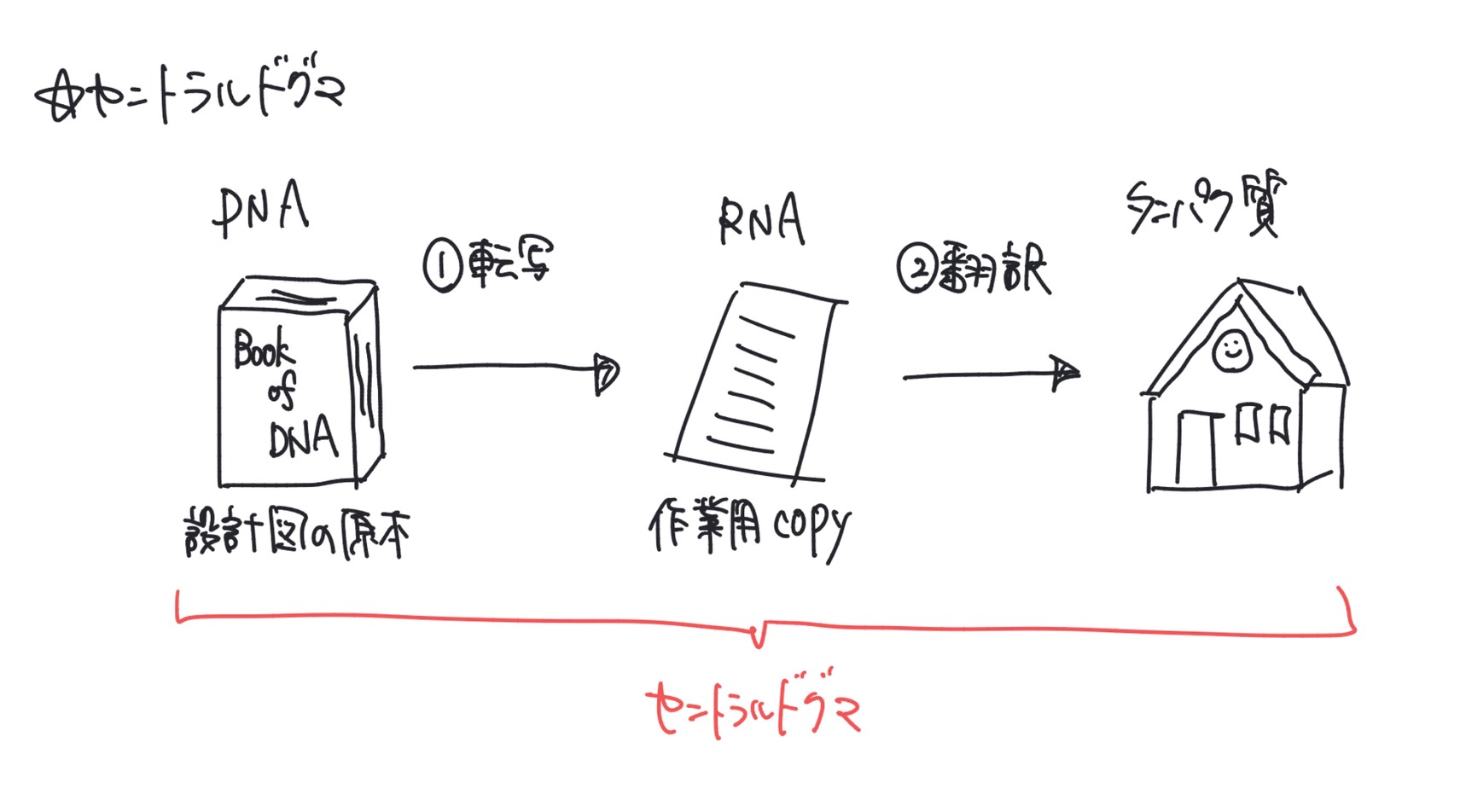 セントラルドグマの基本であるDNAからRNA、タンパク質への流れを説明する図