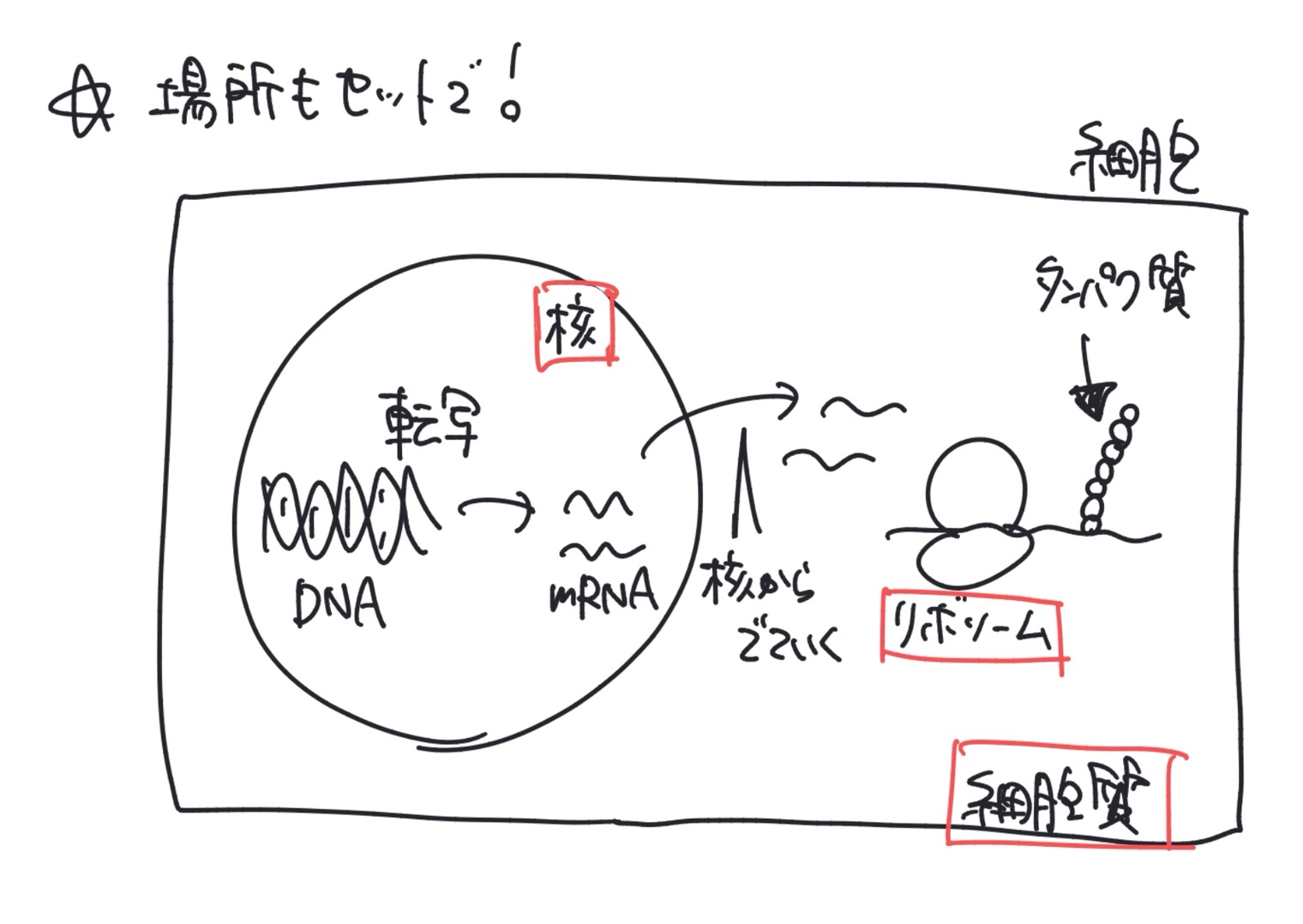 細胞内で転写が核で起こり、翻訳が細胞質のリボソームで起こることを説明する図