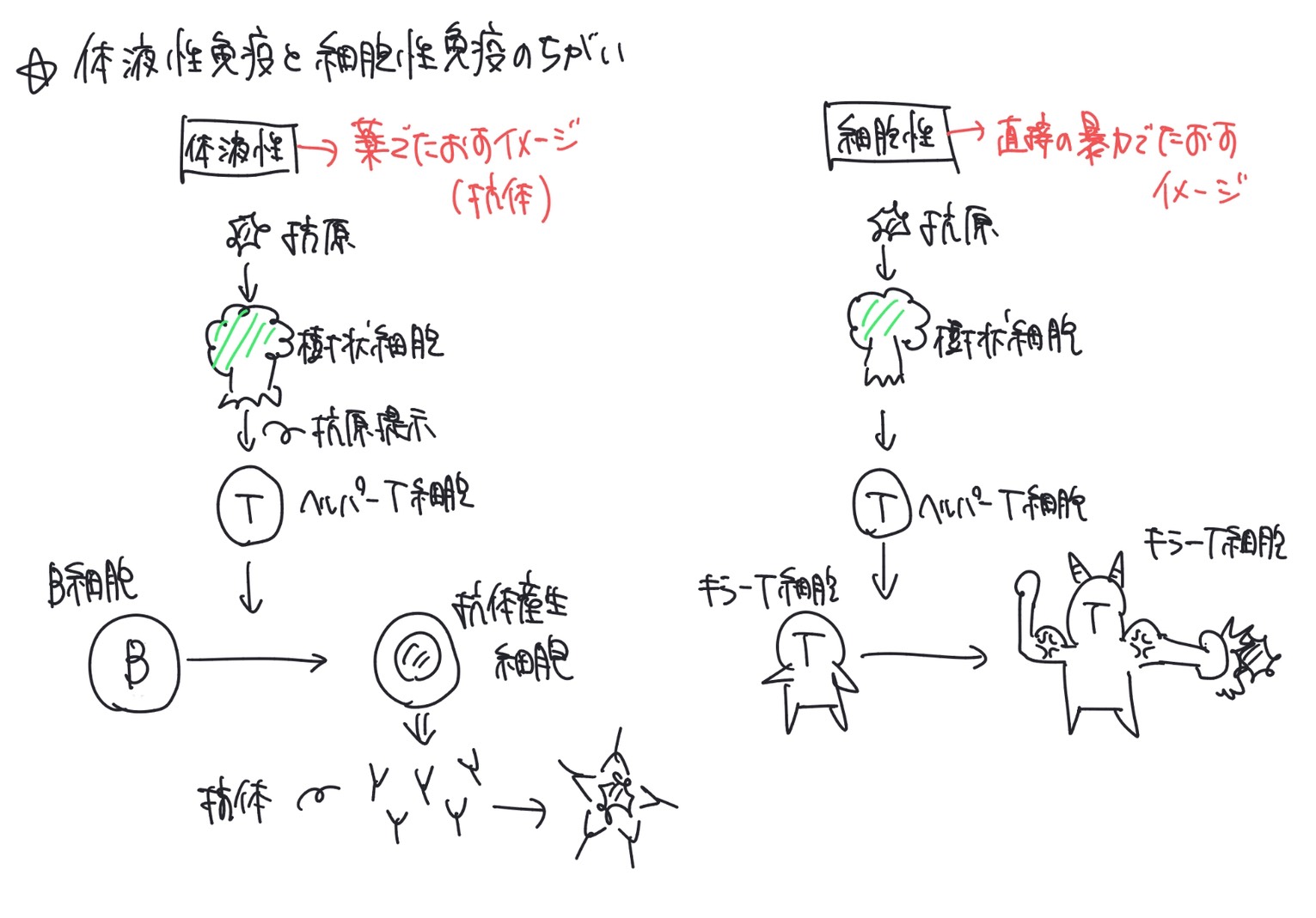 体液性免疫と細胞性免疫の違いを、抗体で対応する体液性免疫と感染細胞を攻撃する細胞性免疫に分けて示した手書き図