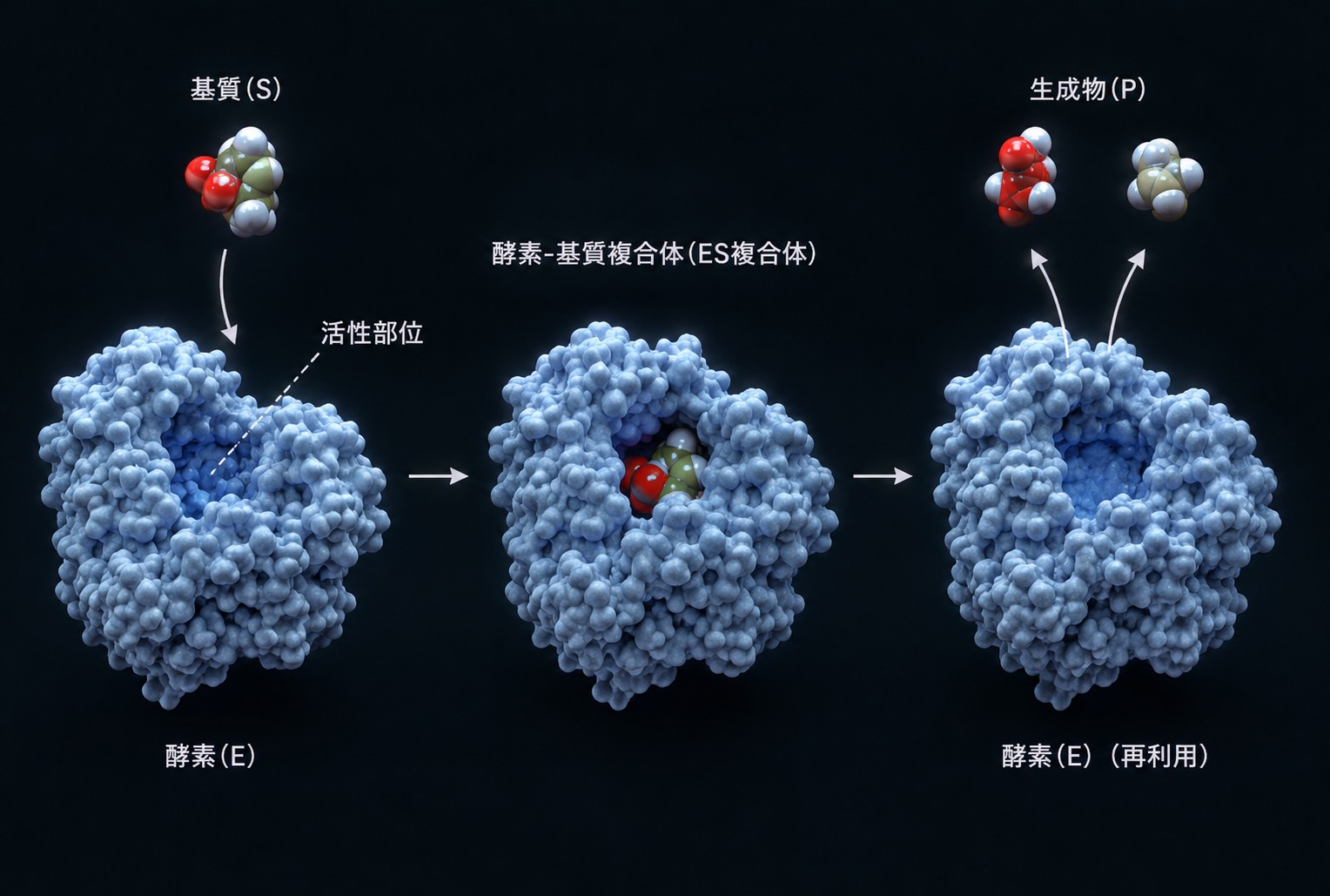 酵素・基質・酵素-基質複合体・生成物の模式図