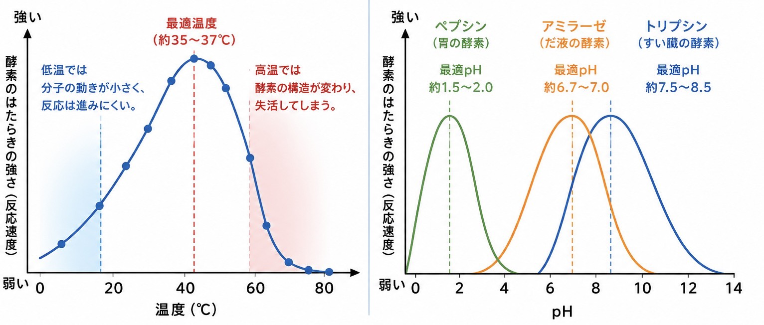 酵素の最適温度と最適pHのグラフ