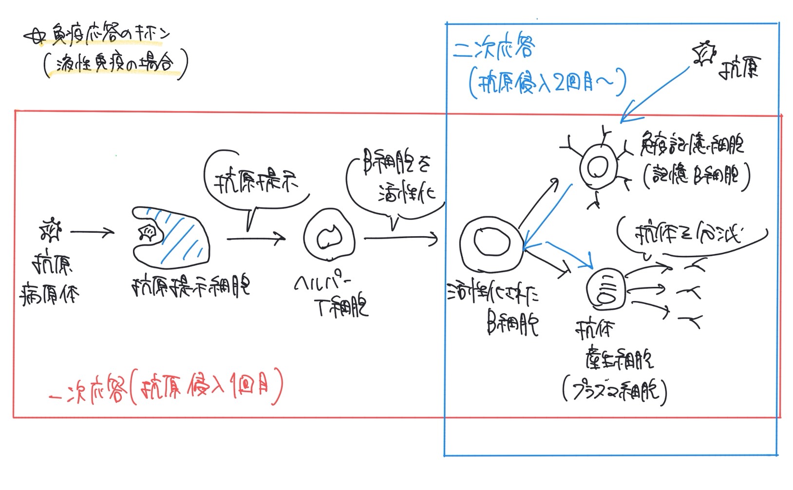 一次応答と二次応答の違いを説明する図
