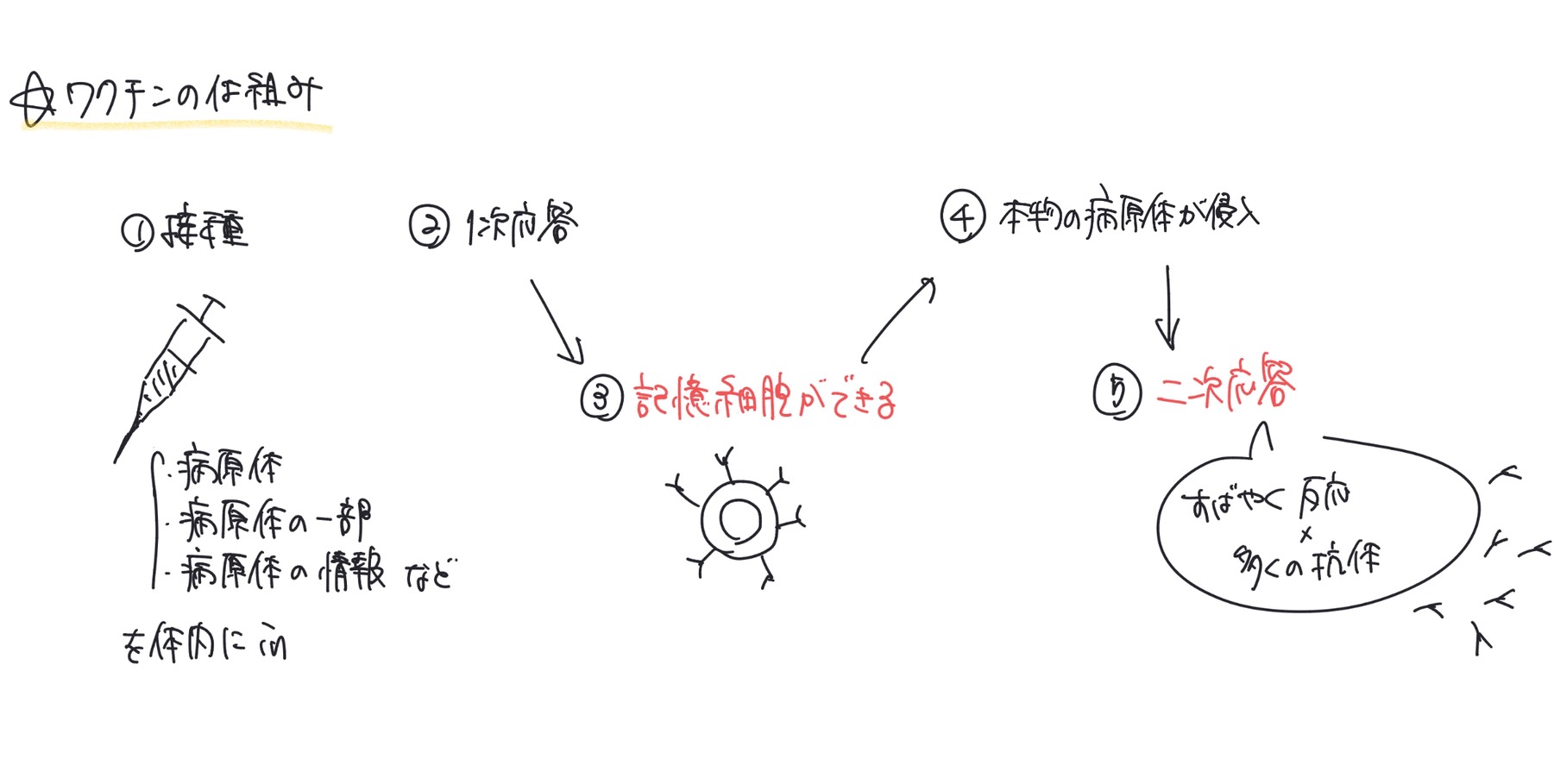 ワクチン接種から記憶細胞形成と二次応答までの流れを説明する図