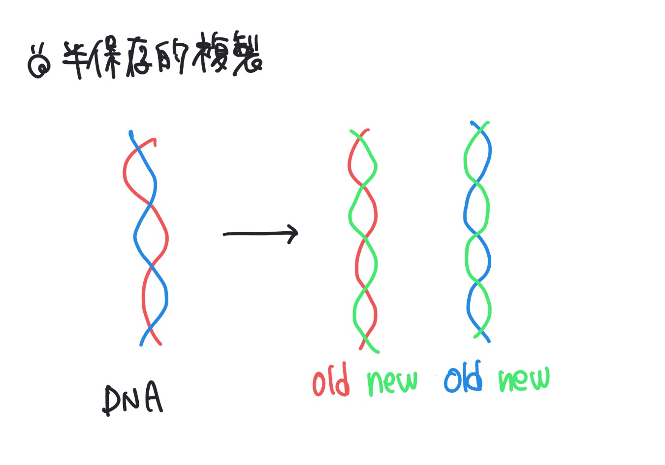 古いDNA鎖を1本ずつ受け継いで新しいDNAができる半保存的複製の模式図