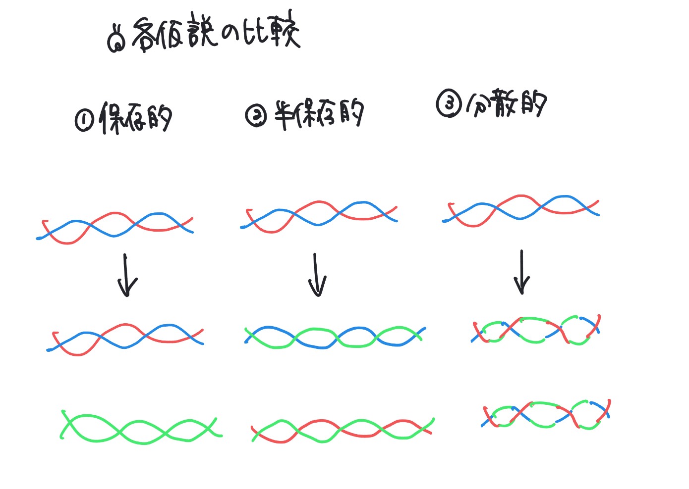 保存的複製・半保存的複製・分散的複製の3仮説を比較した模式図