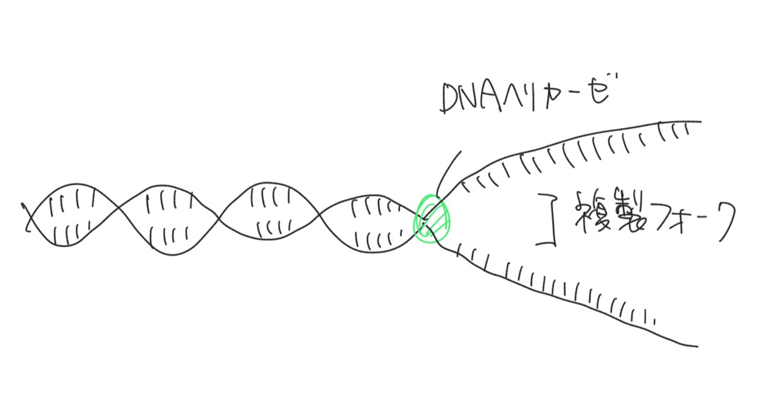 DNAヘリカーゼが二重らせんを開き、複製フォークができる様子を示した図