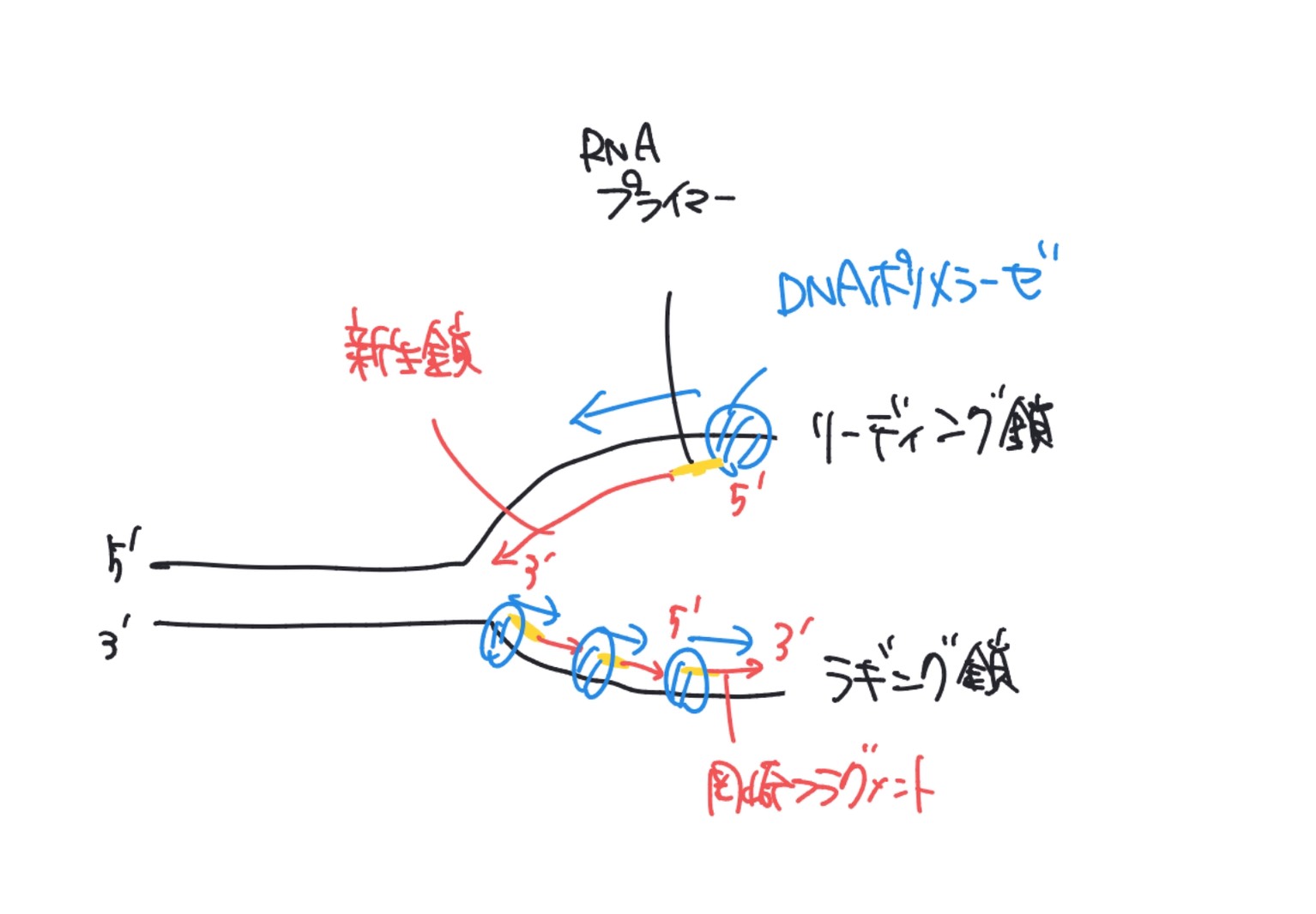 DNA複製フォークにおける5′3′の向き、リーディング鎖、ラギング鎖、岡崎フラグメント、RNAプライマー、DNAリガーゼを示した全体図